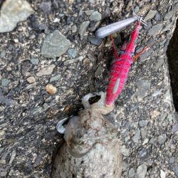 コウイカ釣れた！