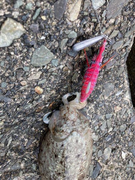 コウイカ釣れた！