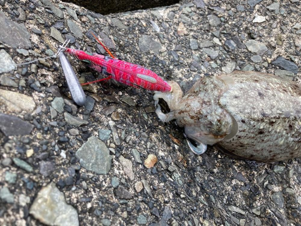 コウイカ釣れた！