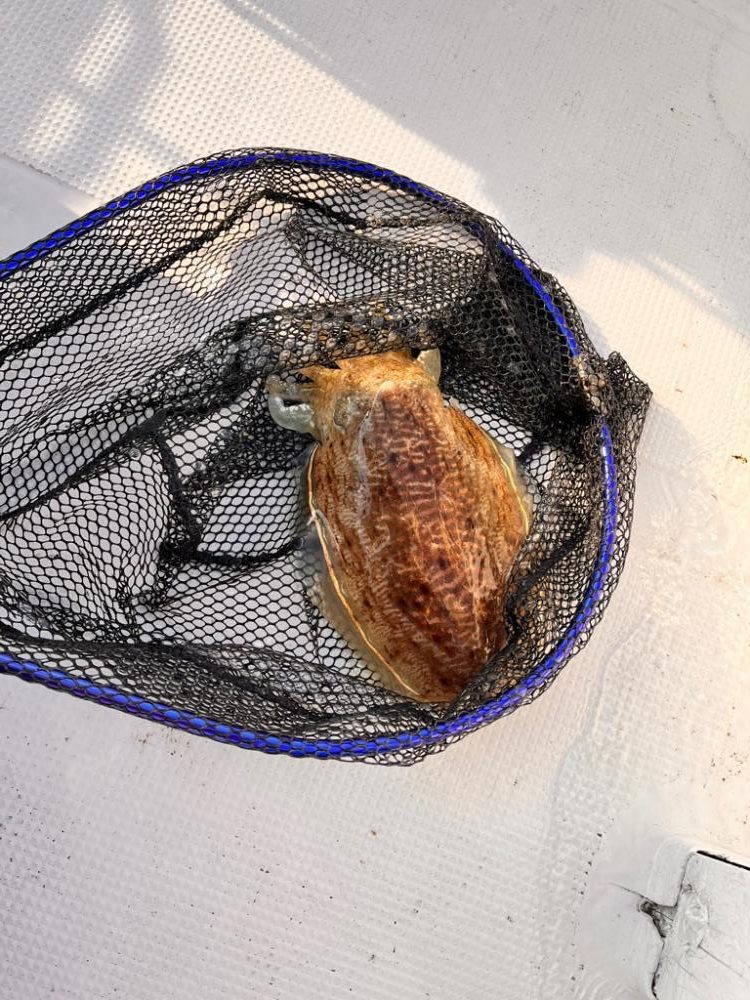 コウイカ&メバル