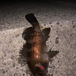 内房メバリング〜