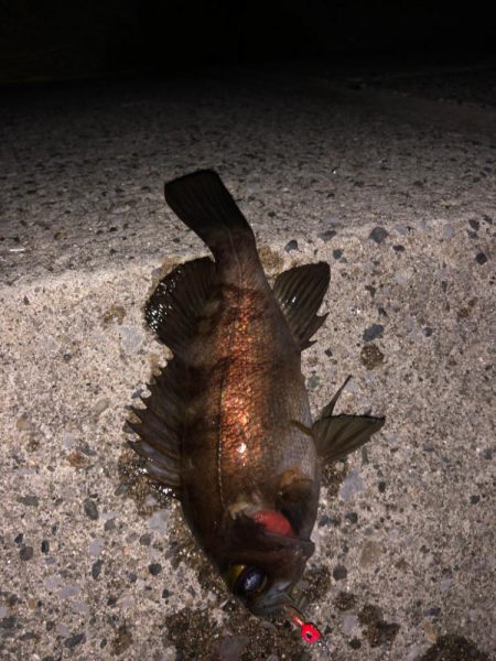 内房メバリング〜