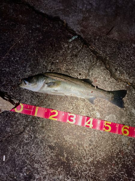 千葉港絶好調！