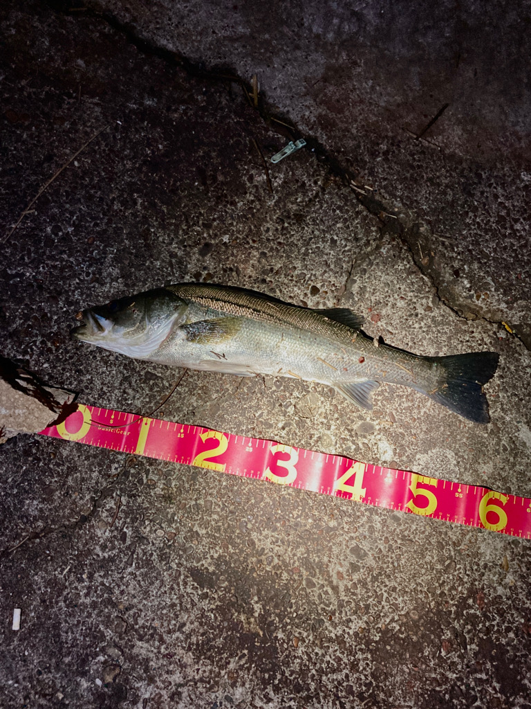 千葉港絶好調！