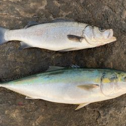 ブリ、ヒラスズキ