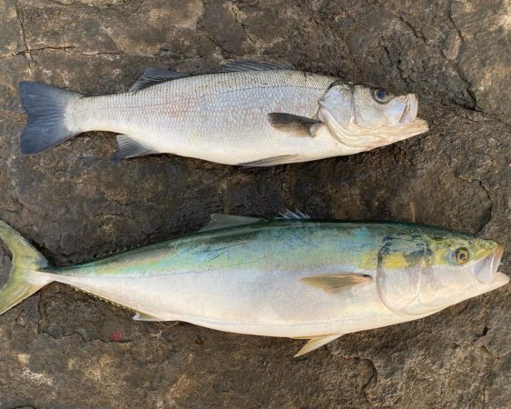 ブリ、ヒラスズキ