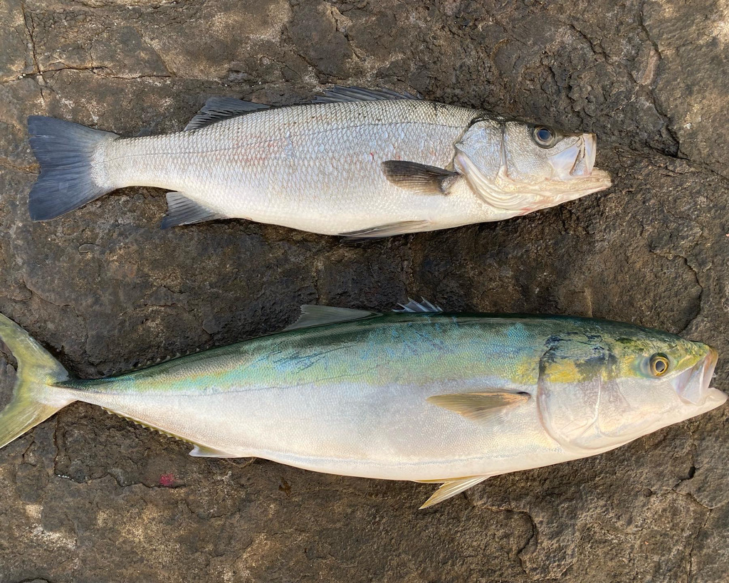 ブリ、ヒラスズキ