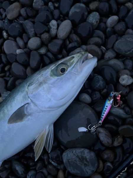 ジャックアイTGスイムのただ巻き強し！