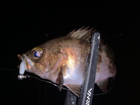 連れてかれてなんとか釣れた。