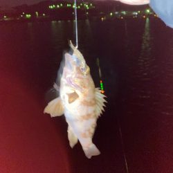 メバルも春の陽気に誘われて