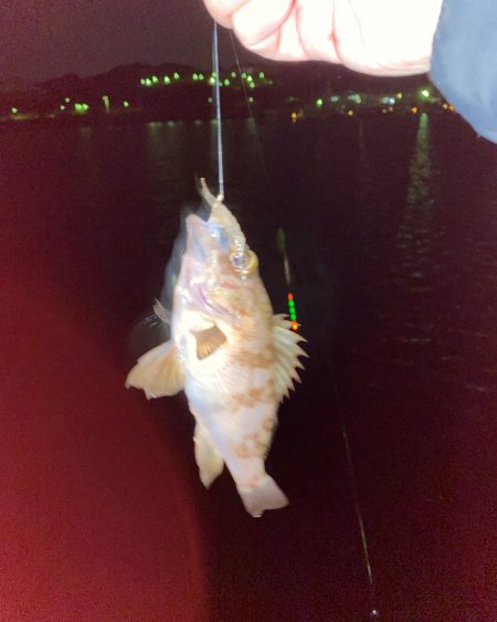 メバルも春の陽気に誘われて