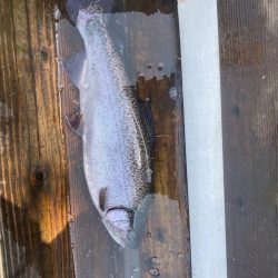 春のロックトラウト祭り！