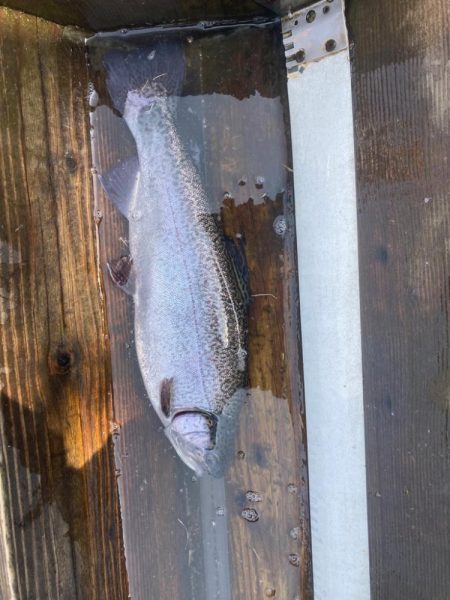 春のロックトラウト祭り！