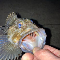 【メバリング】プチ•フロート