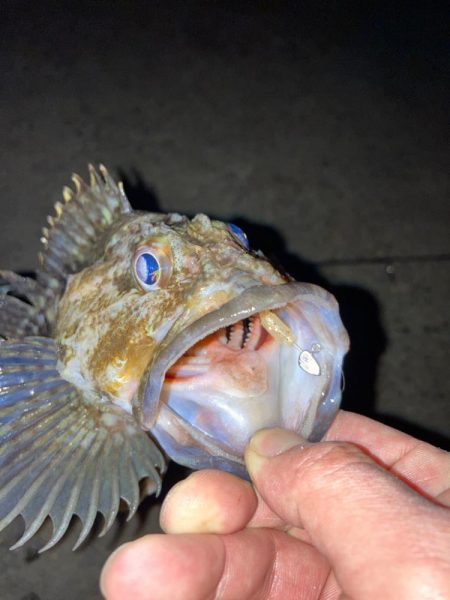 【メバリング】プチ•フロート