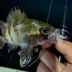 激浅の場所でメバリング