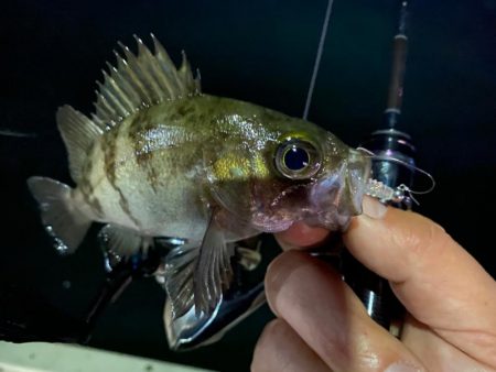 激浅の場所でメバリング