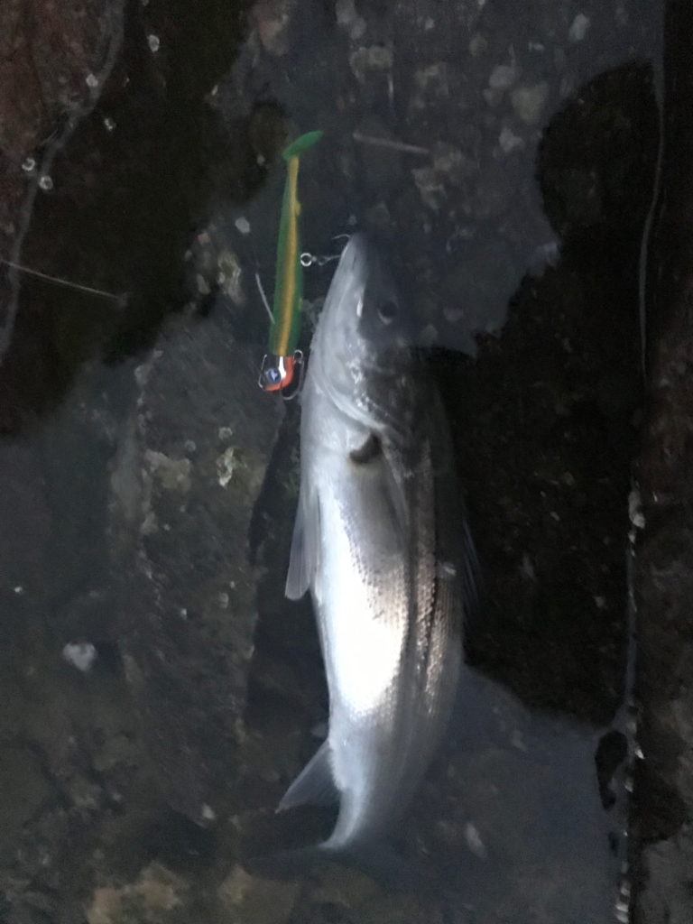 今年初フィッシュ