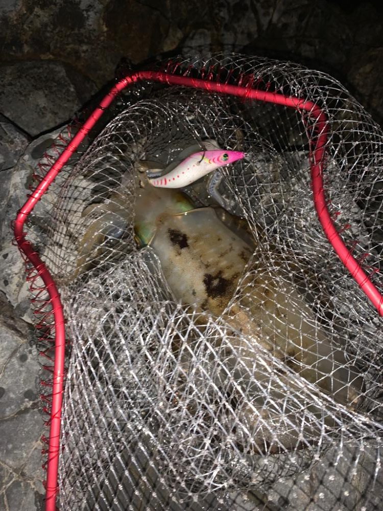 仕事終わりエギング2時間×2日