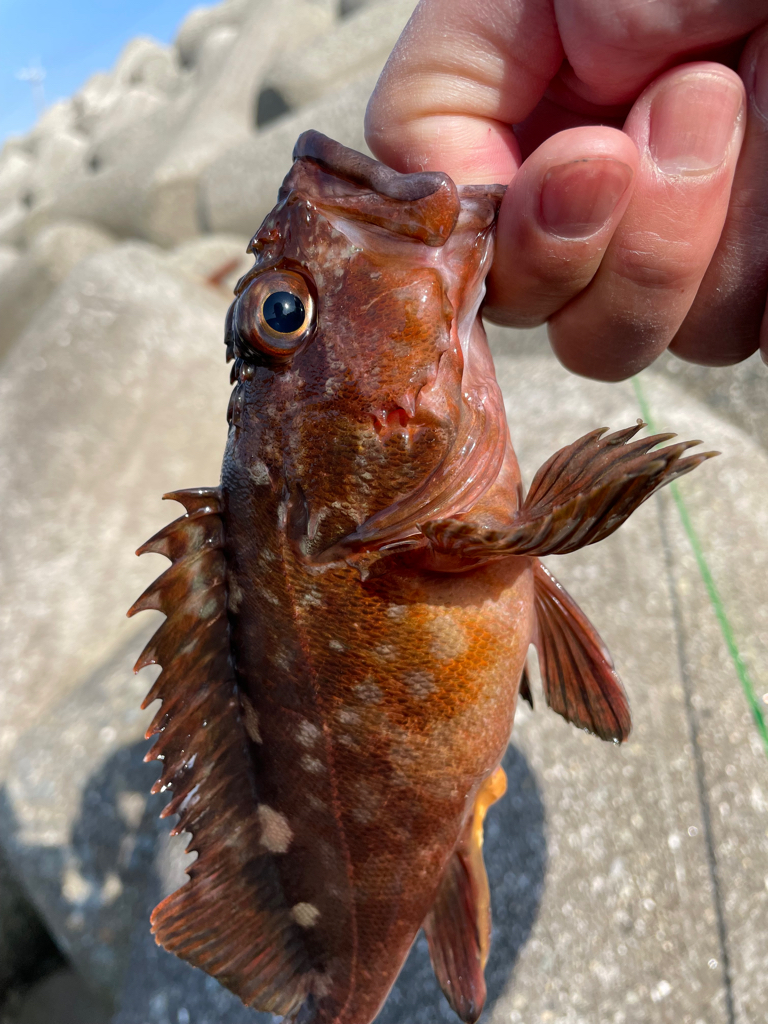 厳しい穴釣り#8