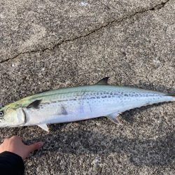 ショアジギングでメジロ・サワラ！