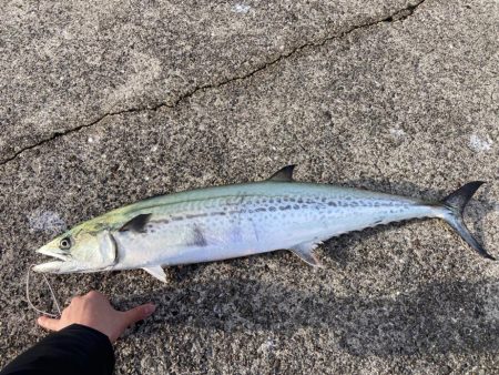 ショアジギングでメジロ・サワラ！