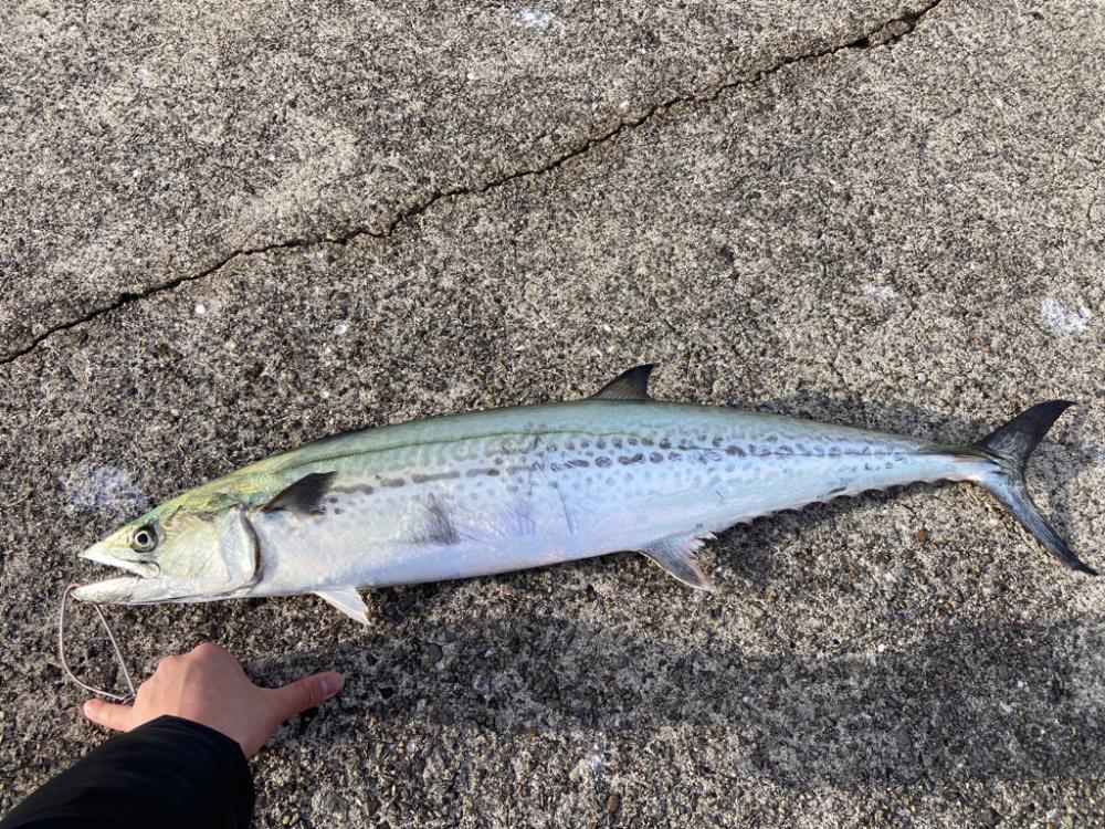 ショアジギングでメジロ・サワラ!