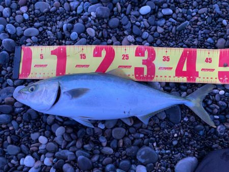 2022初ショアハマチ