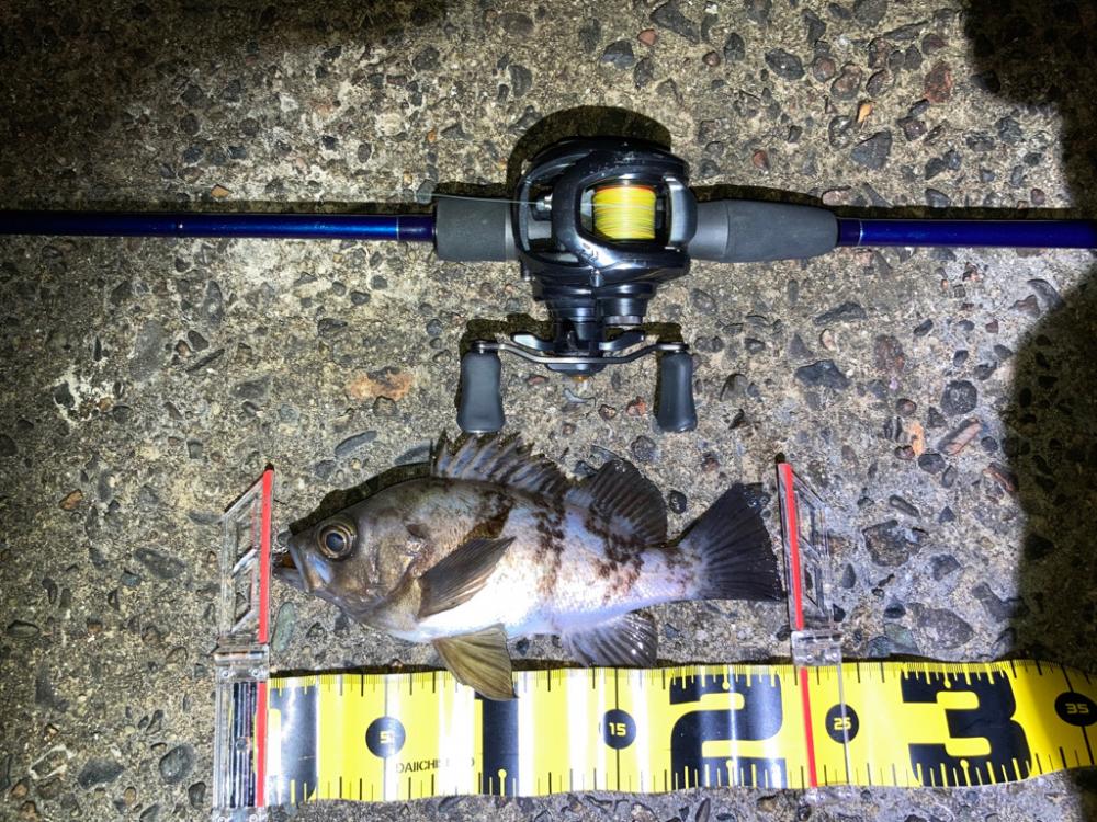 【メバリング】ホームは安定のメバル