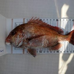 明石、タイラバ