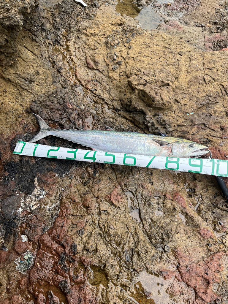 記録更新 サワラ97cm