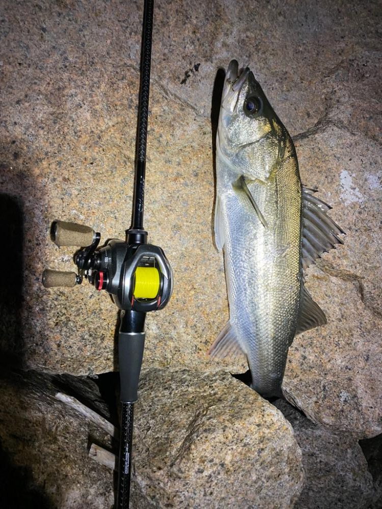 シーバスだらけ