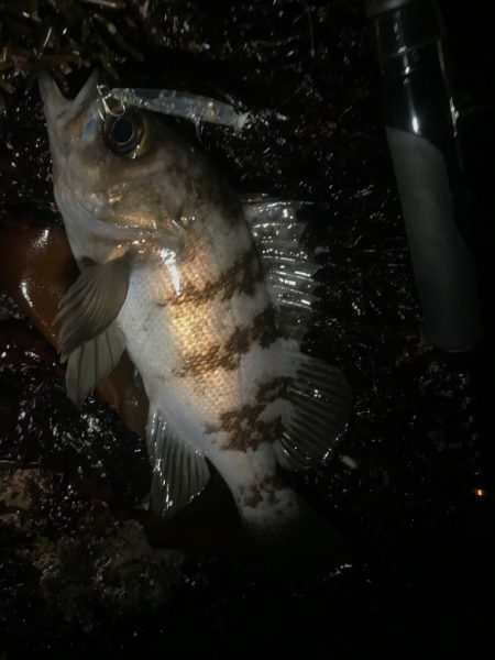 内房でのメバリング