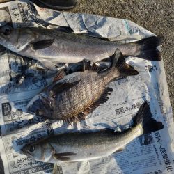 朝からエビ撒き