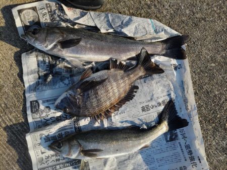 朝からエビ撒き