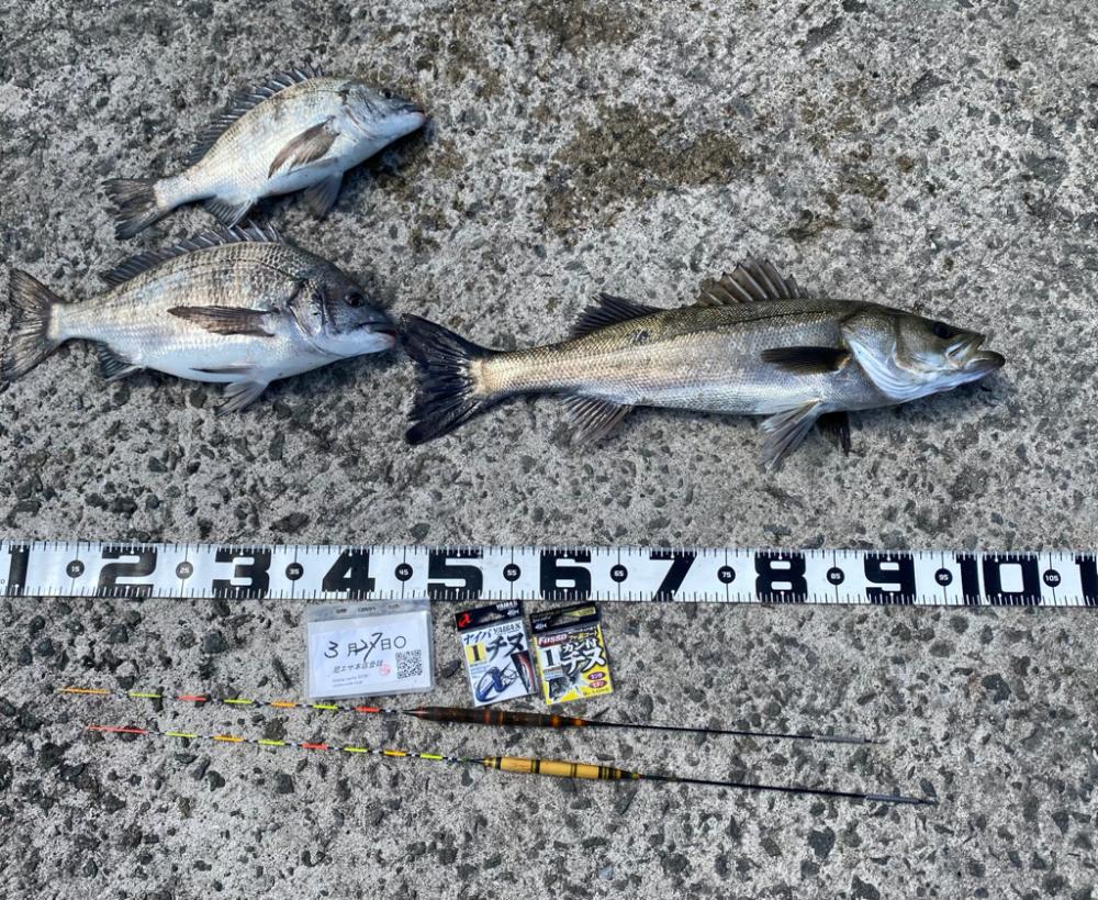 エビ撒きグランプリ3月-4