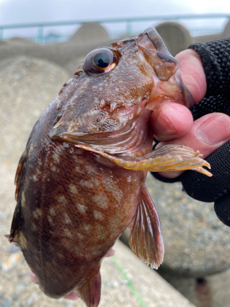 厳しい穴釣り#11