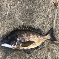 陸っぱりでエビ撒き