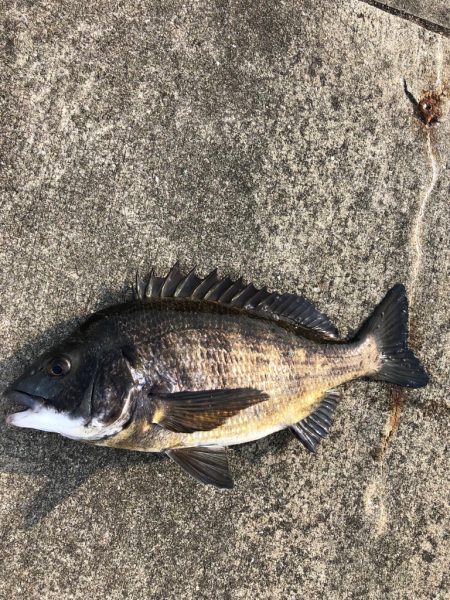 陸っぱりでエビ撒き