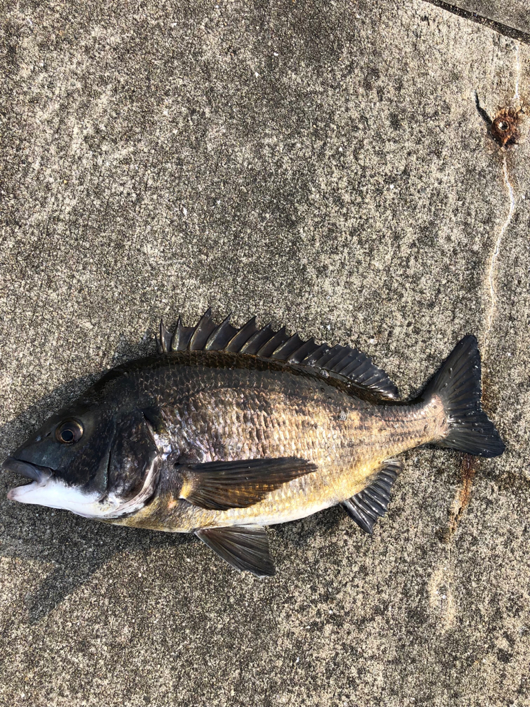 陸っぱりでエビ撒き