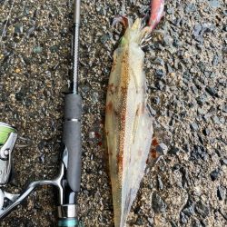 まだヤリ〜いました❗️