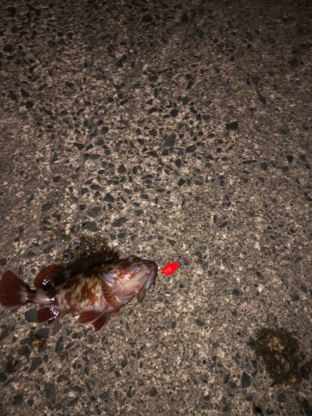 ヤリイカ狙いのガシラ（ ;  ; ）