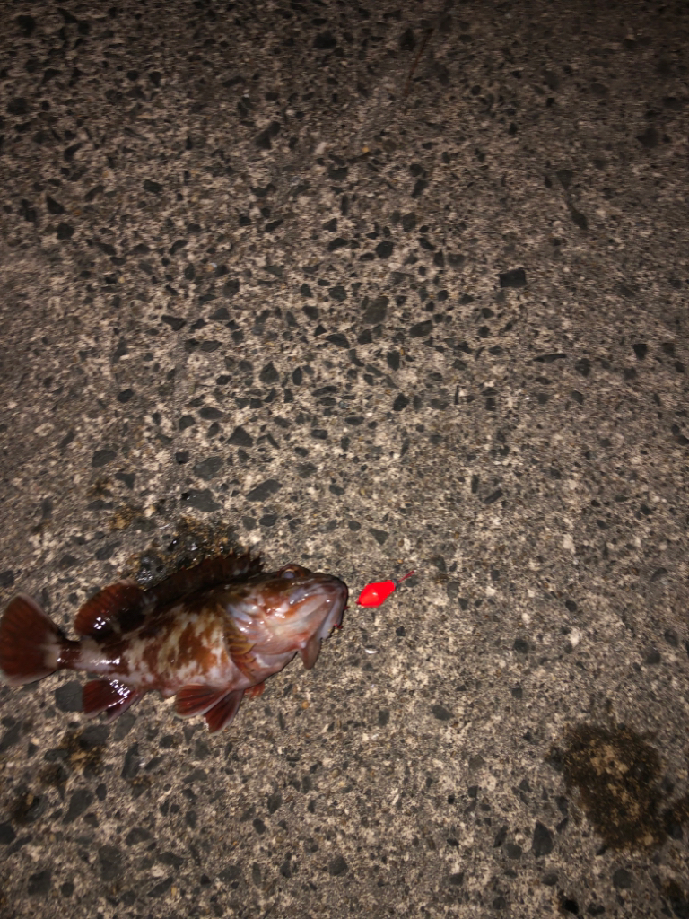 ヤリイカ狙いのガシラ( ; ; )