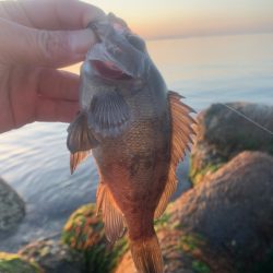 100円ワーム使ってみた