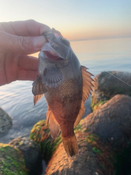 100円ワーム使ってみた