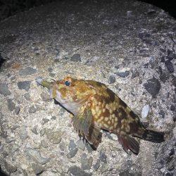 ガシラでボウズ逃れ