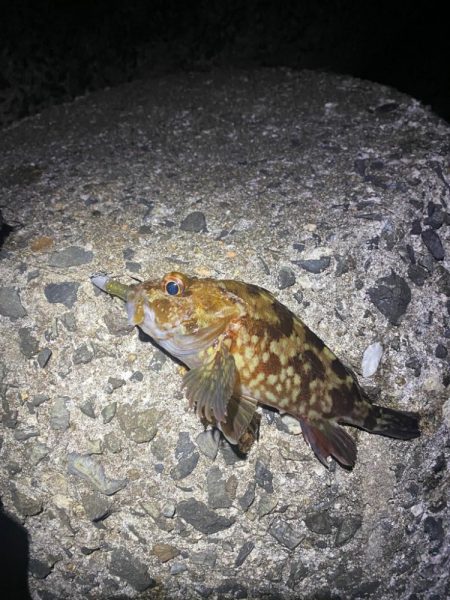 ガシラでボウズ逃れ