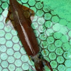 鹿島沖、ヤリイカ