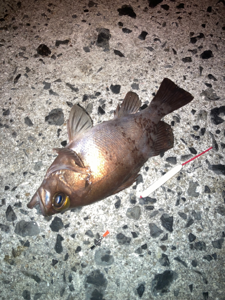 離島メバリング