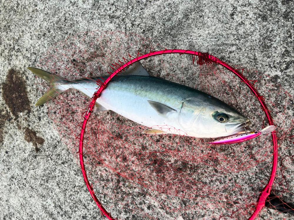 今年初ショア青物！